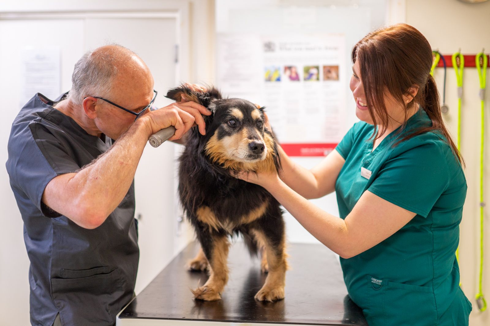 vet checking ear on dog