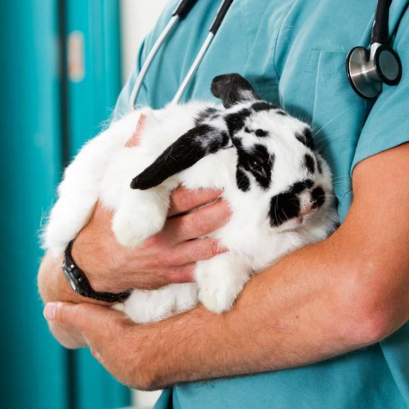 Rabbit Vaccinations