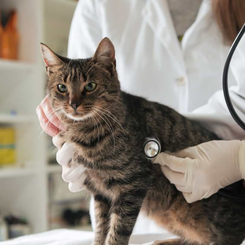 Cat Vaccinations