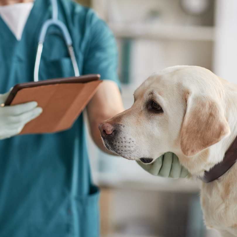 Dog Vaccinations