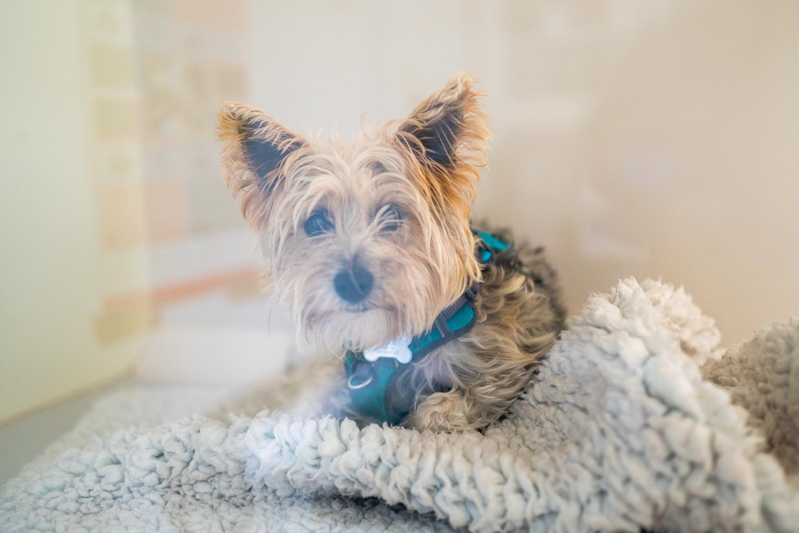 Abbey Vet Group (Web)-3