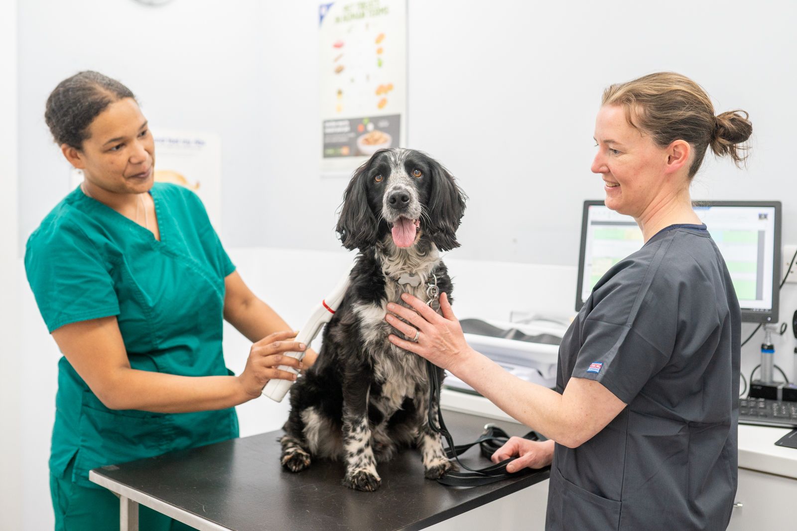 dog with vets