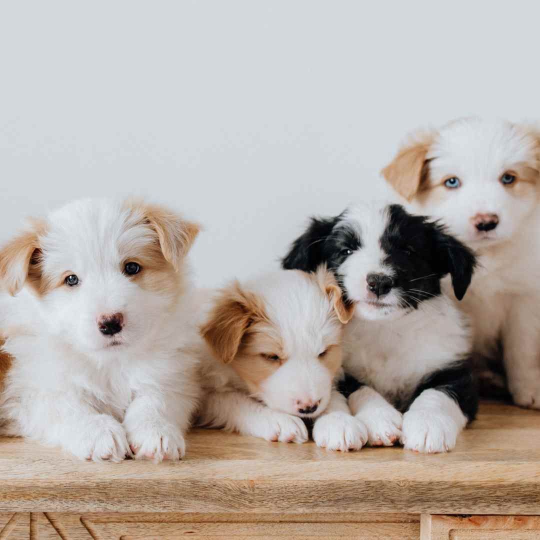 Puppy Socialisation
