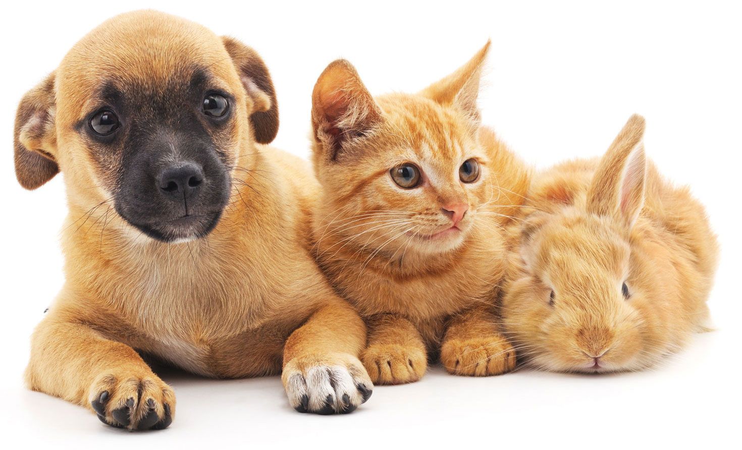 pets