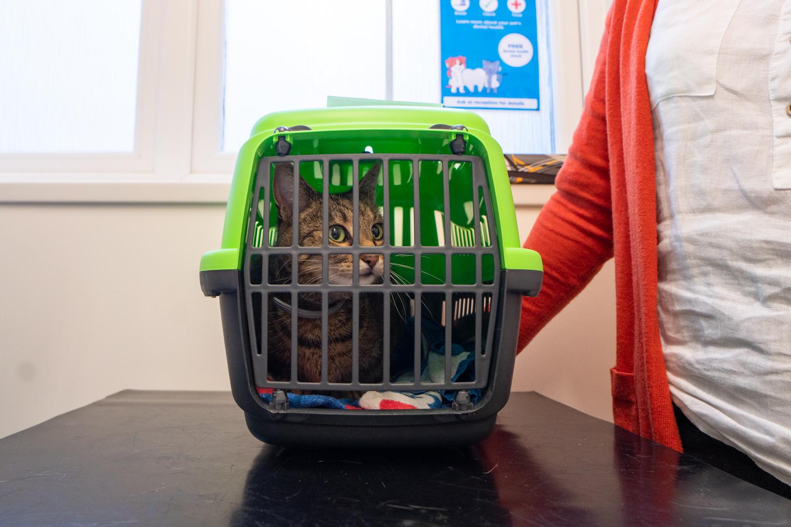 travel with pet